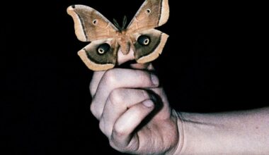 Recensie: Soulwax - All Systems Are Lying