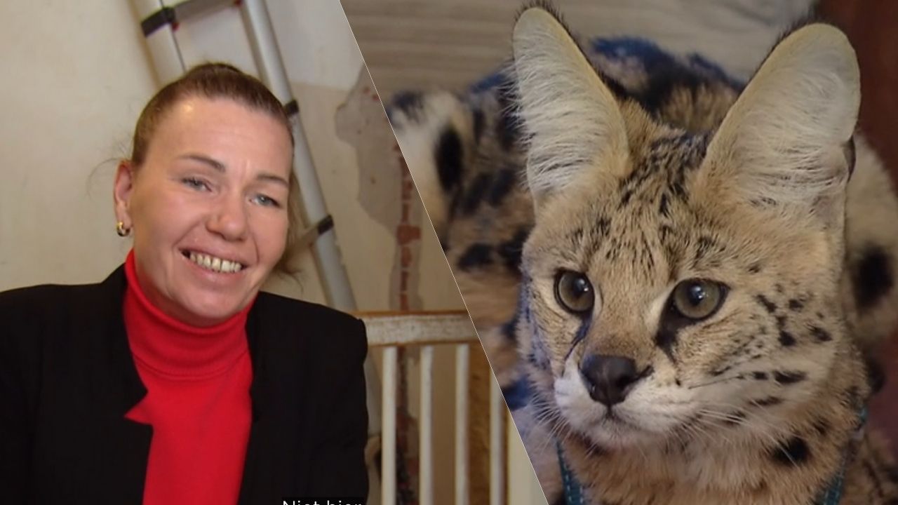 De TV van gisteren: beestenboel in Help, Mijn Man is Klusser roept veel reacties op