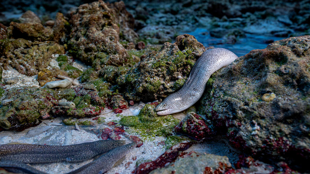 De winnaars van de Wildlife Photographer of the Year 2025 - De Standaard