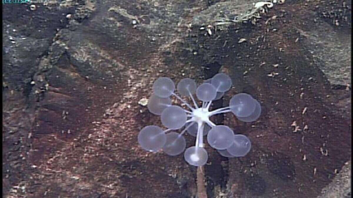 Deze spons, Chondrocladia sp. nov., werd aangetroffen op 3600 meter diepte nabij Montagu Island.