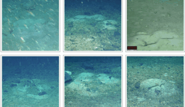 Nesten van de geelvintonie (Lindbergichthys nudifrons). Elk nest zou worden bewaakt door een oudervis, die hun eieren beschermde tegen roofdieren. Er wordt gedacht dat deze opmerkelijke organisatie een overlevingsstrategie is. Sommige zijn enkelvoudig, rechtsonder, sommige zijn in bochten, midden bovenaan, en andere in clusters, linksboven. Ze zijn allemaal ontdaan van het tapijt van fytoplanktonafval dat de omliggende gebieden bedekt – duidelijk te zien op de middelste bovenste foto. Credit Weddell Zee-expeditie 2019