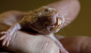 Het kale, lichtroze diertje met zijn grote tanden blijkt meer te verbergen dan zijn vreemde uiterlijk doet vermoeden.