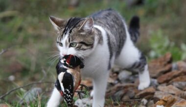 Rechter in Haarlem bepaalt dat katten gewoon naar buiten mogen