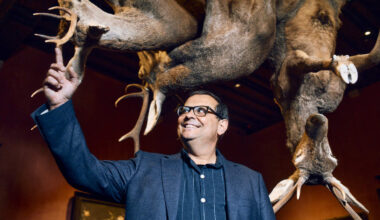 Daarom hangen er herten aan plafond in Snijders&Rockoxhuis: kunstenfestival Europalia laat Spanje met expo’s herleven in Antwerpen