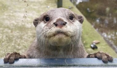 Nog een dierentuin te koop door financiële problemen: 5 hectare en 850 dieren