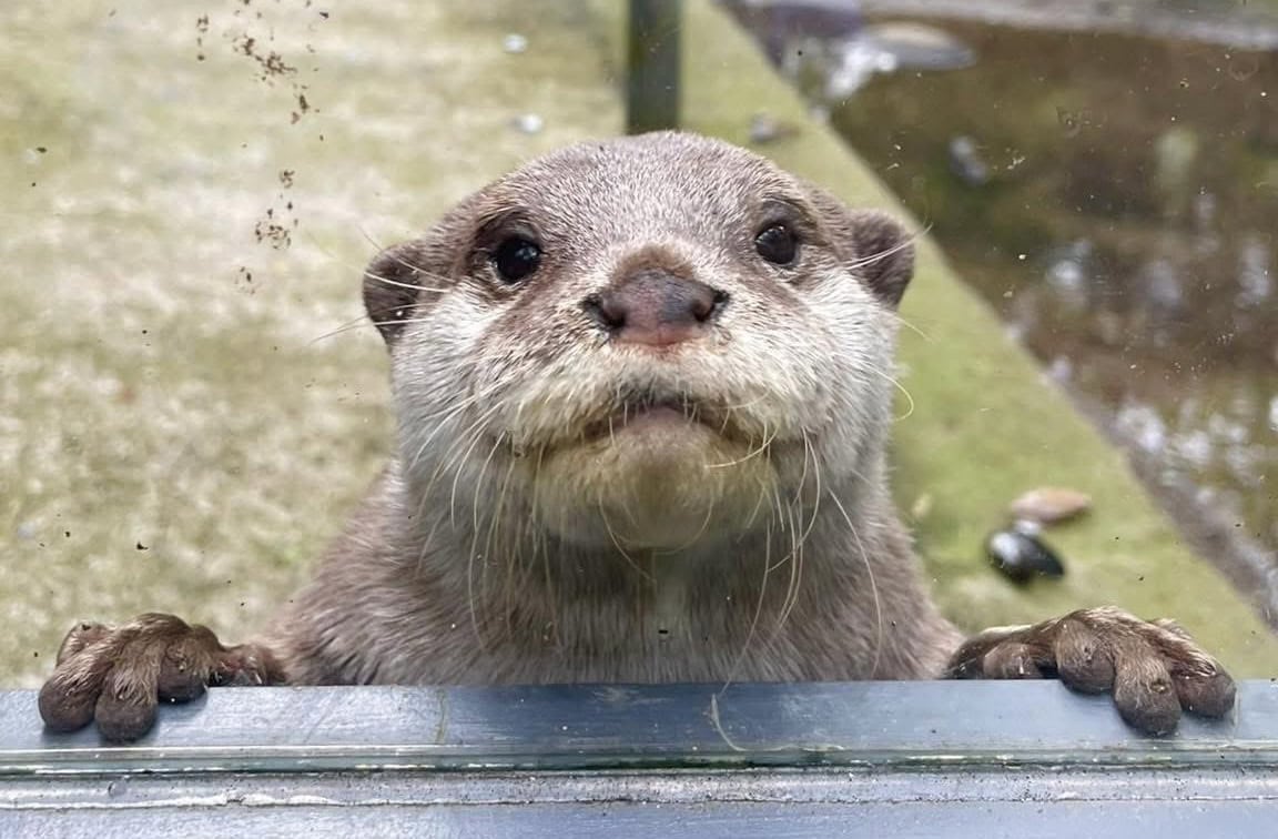 Nog een dierentuin te koop door financiële problemen: 5 hectare en 850 dieren