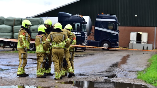 Honderden varkens omgekomen in stal Ospel, mogelijk door giftig gas