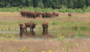 Nieuw handboek rewilding voor natuurbeheerders