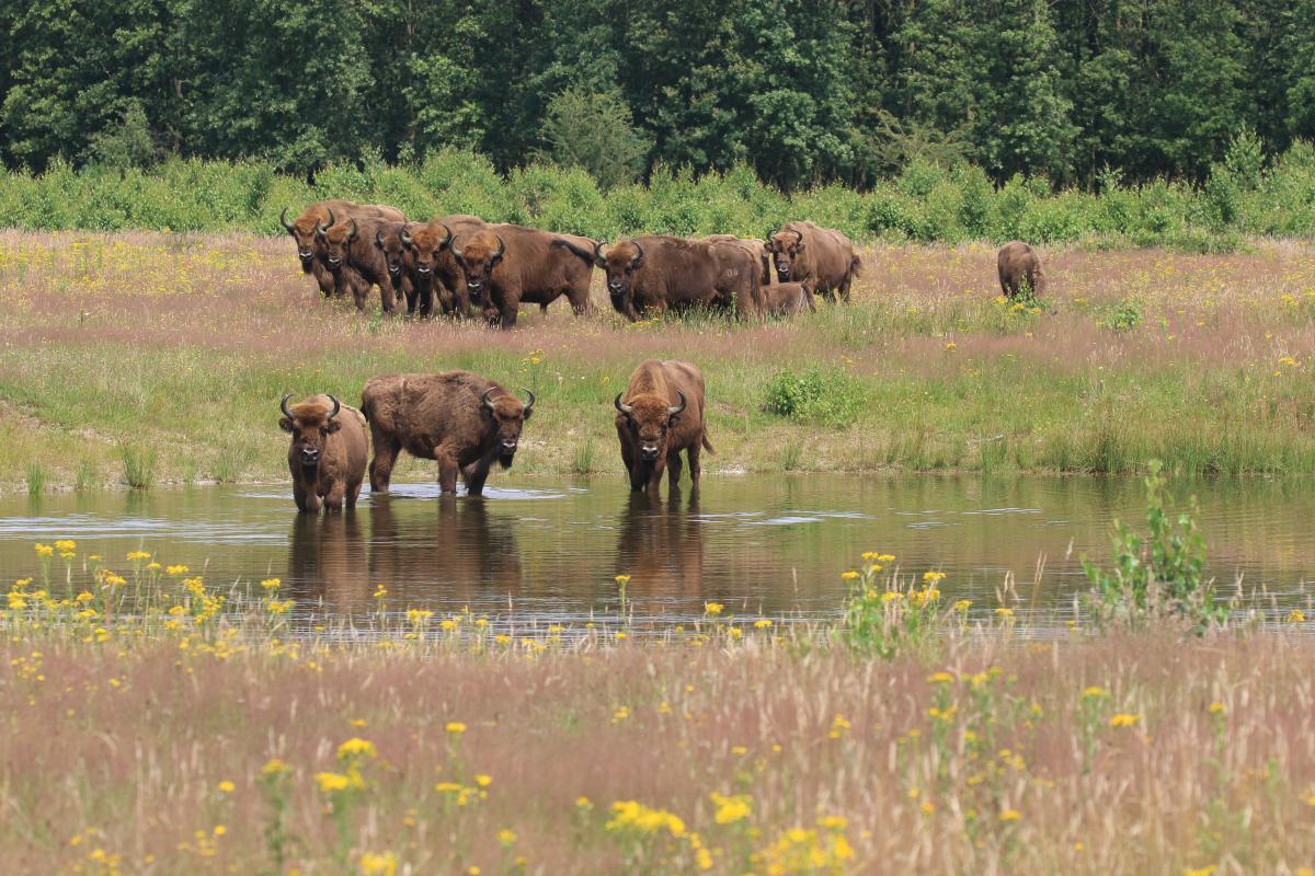 Nieuw handboek rewilding voor natuurbeheerders