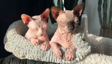 Niet meer knuffelen met naaktkatten zoals Chia: binnenkort is aanschaf verboden