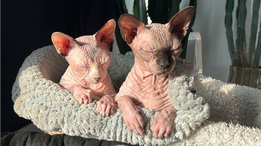 Niet meer knuffelen met naaktkatten zoals Chia: binnenkort is aanschaf verboden