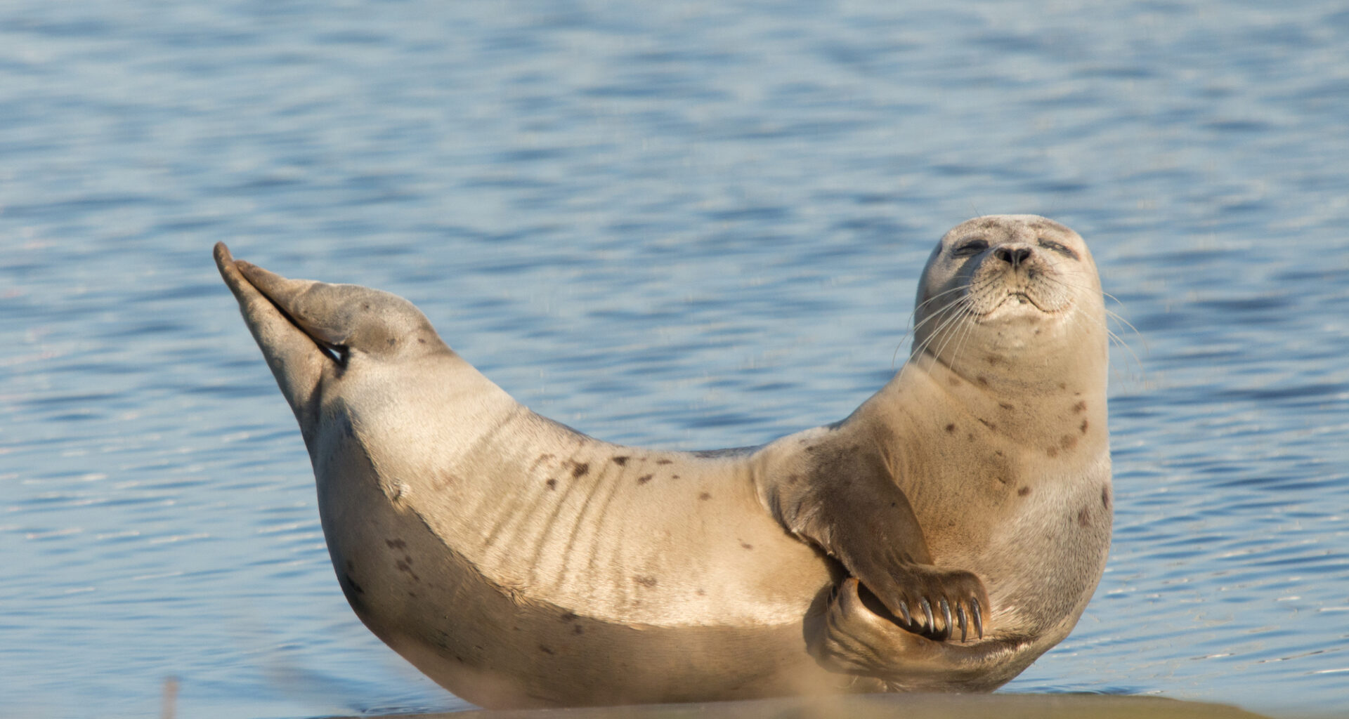 Nikon Comedy Wildlife Awards 2025: 9 van de finalisten