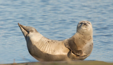 Nikon Comedy Wildlife Awards 2025: 9 van de finalisten