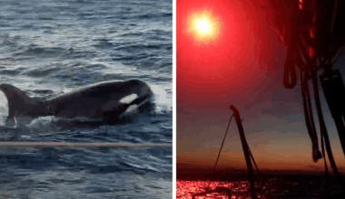 Beruchte groep orka's brengt zeilboot voor Portugese kust tot zinken: Frans gezin kan net op tijd ontsnappen