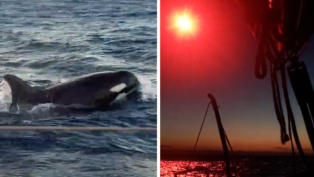 Beruchte groep orka's brengt zeilboot voor Portugese kust tot zinken: Frans gezin kan net op tijd ontsnappen