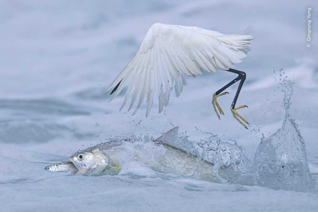 Deze perfect getimede foto laat zien hoe een tienponder zijn prooi wegkaapt voor de snavel van deze kleine zilverreiger.