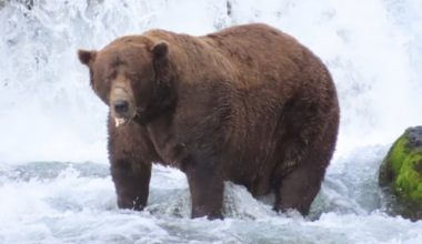 Bruine beer Chunk uitgeroepen tot 'Dikste Beer', ondanks blessure