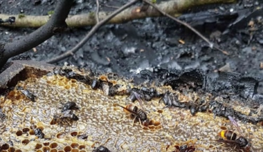 Brand gesticht in tien bijenkasten in Almere: 500.000 bijen dood