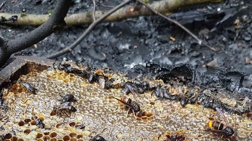 Brand gesticht in tien bijenkasten in Almere: 500.000 bijen dood