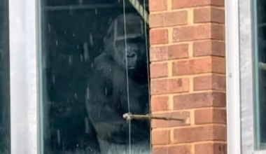 Ophef om video van 'verlaten gorilla's' in Engeland, dierentuin ontkent