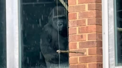 Ophef om video van 'verlaten gorilla's' in Engeland, dierentuin ontkent