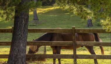 Westnijlvirus vastgesteld bij paard in Zuid-Holland – eerste geval in Nederland featured image
