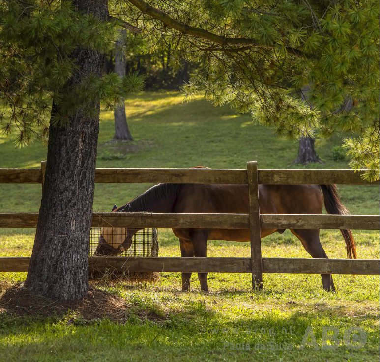 Westnijlvirus vastgesteld bij paard in Zuid-Holland – eerste geval in Nederland featured image