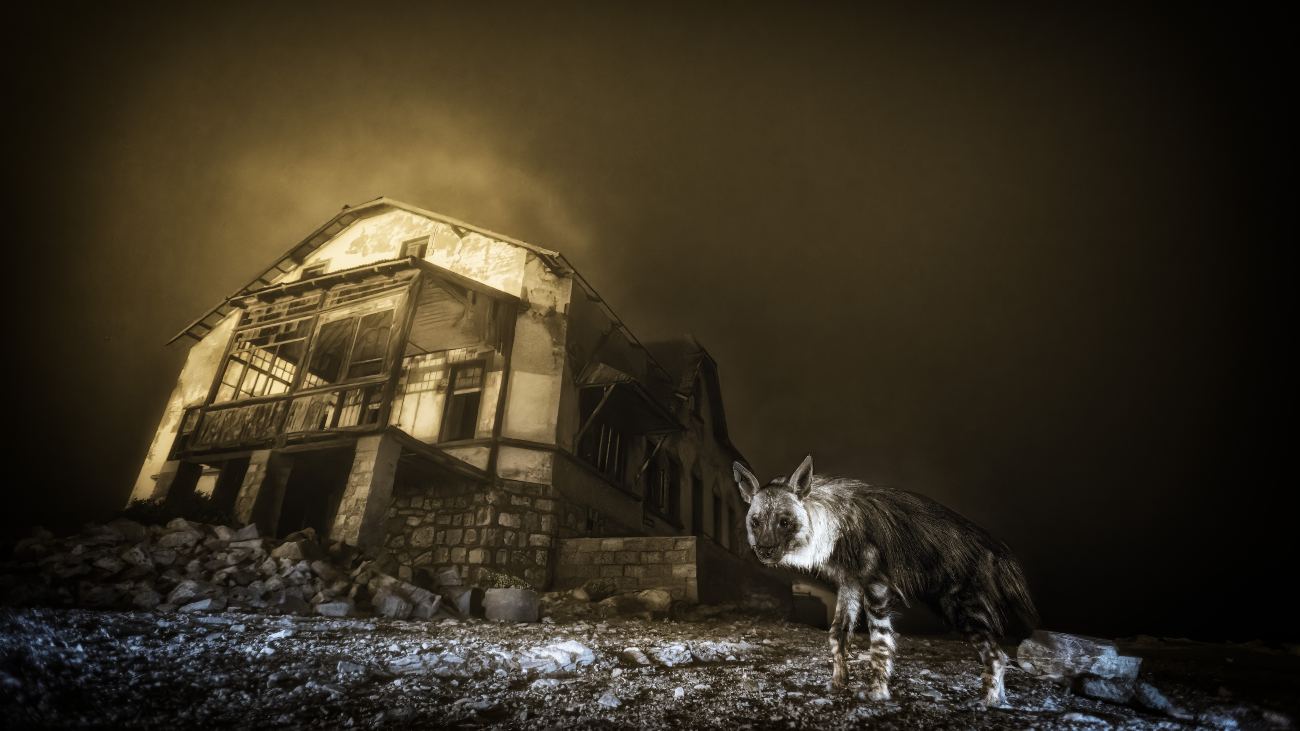 bruine hyena in spookdorp, winnaar van wildlife photographer of the year 2025