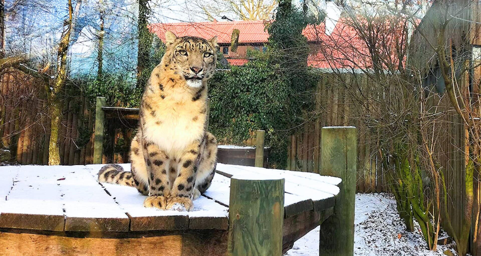 Dode roofdieren ontdekt in kapotte vriescel van dierentuin: directie weet van niks