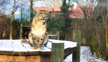 Dode roofdieren ontdekt in kapotte vriescel van dierentuin: directie weet van niks