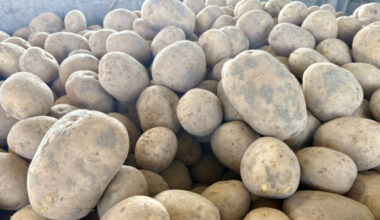 Dit is wat we weten over aardappelcontracten 2026 - Analyse Aardappelen