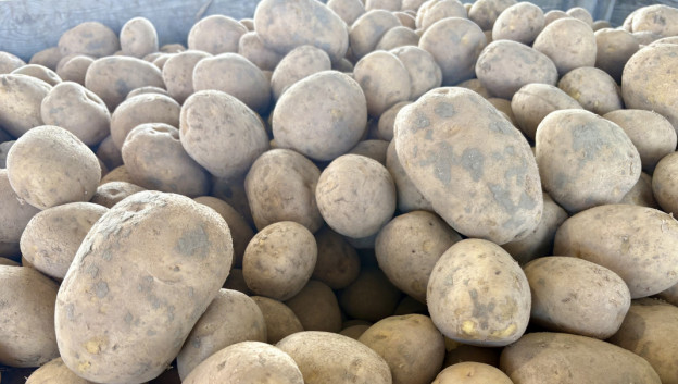 Dit is wat we weten over aardappelcontracten 2026 - Analyse Aardappelen