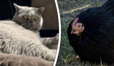 Van Britse korthaar tot krielkip: deze huisdieren worden op Dierendag extra verwend - Rijnmond