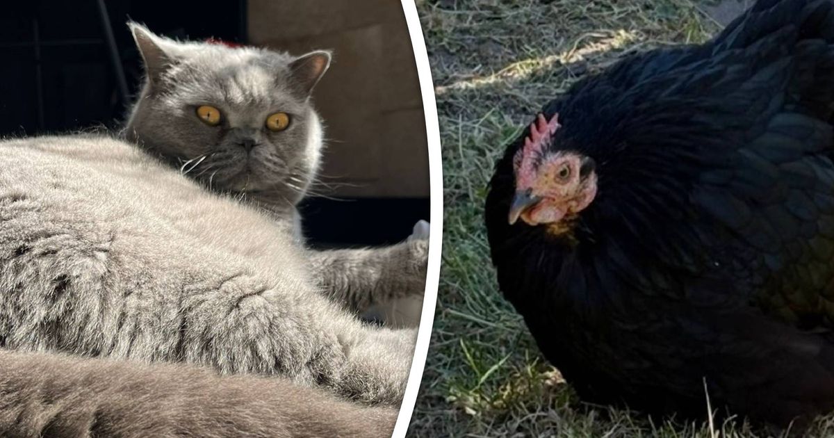 Van Britse korthaar tot krielkip: deze huisdieren worden op Dierendag extra verwend - Rijnmond