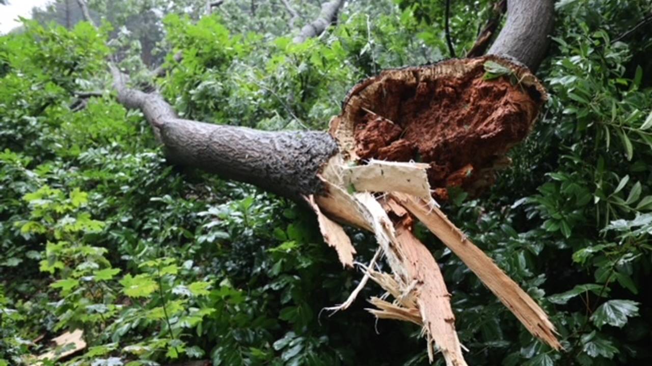 Een omgewaaide boom in Vught (Foto: Bart Meesters/SQ Vision).