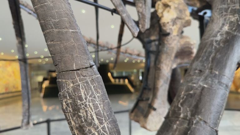 Aurora had een gebroken rib die te herkennen is aan het zwarte lijntje (foto: Wilco Zonneveld).