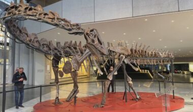 In het provinciehuis is een dinosaurus van twintig meter lang te vinden (foto: Wilco Zonneveld).