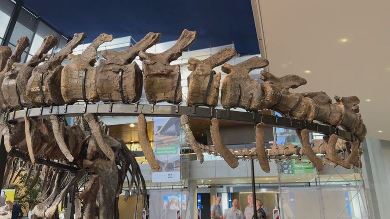 De tien meter lange staart maakt indruk bij de bezoekers (foto: Wilco Zonneveld).