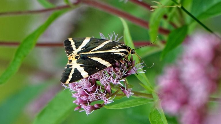 Een Spaanse vlag (foto: Theo Zeelen).