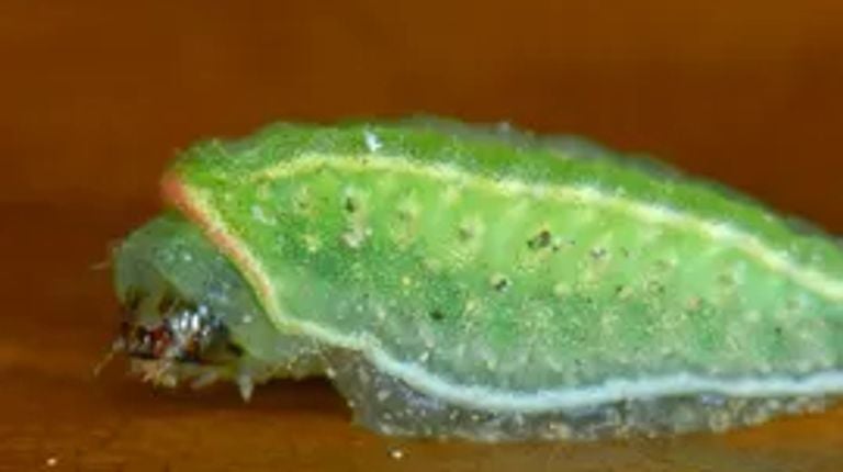 Een slakrupslarve vlinder (foto: Vlinderstichting).