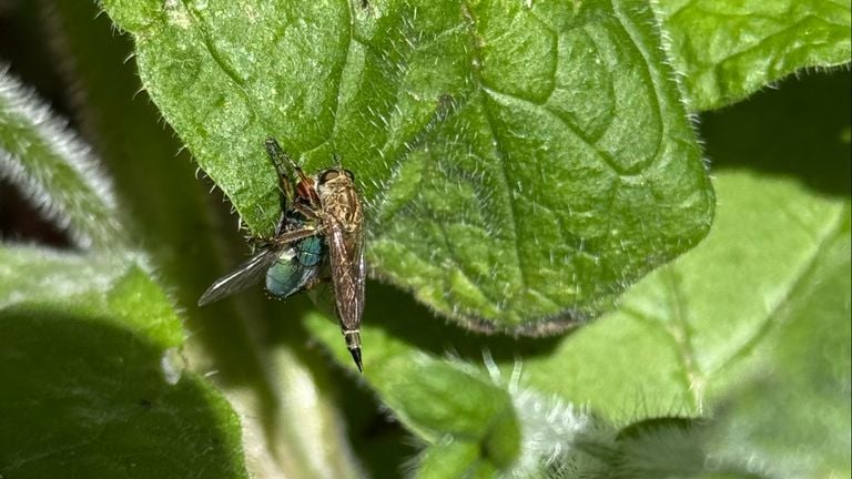 Een gewone roofvlieg injecteert een groene vleesvlieg (foto: Roy Ott).