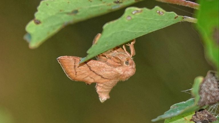 Een slakrups (foto: Theo Zeelen).