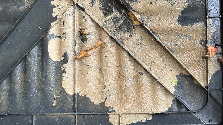 Een mycelium (foto: Theo van der Rijk).