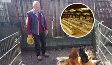 Piet en zijn kippen, Inzet: een vorige editie van de tentoonstelling (foto: Omroep Tilburg / Konijnen en pluimvee vereniging Waalwijk en Omstreken).