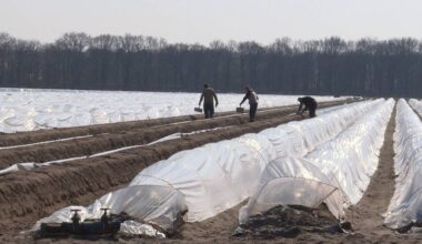 Arbeidsmigranten aan het werk.