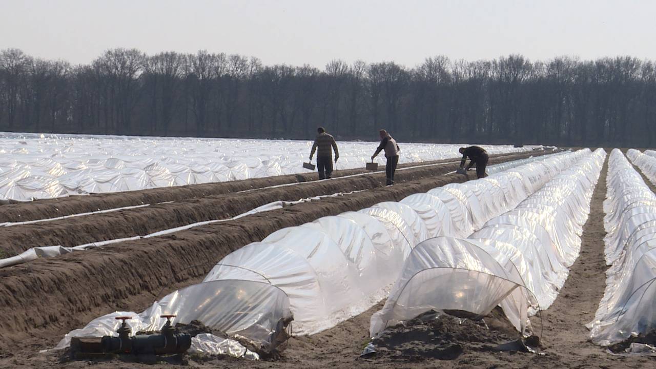 Arbeidsmigranten aan het werk.