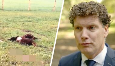 Links: aangevallen alpaca/rechts: burgemeester Jacco van der Tak
