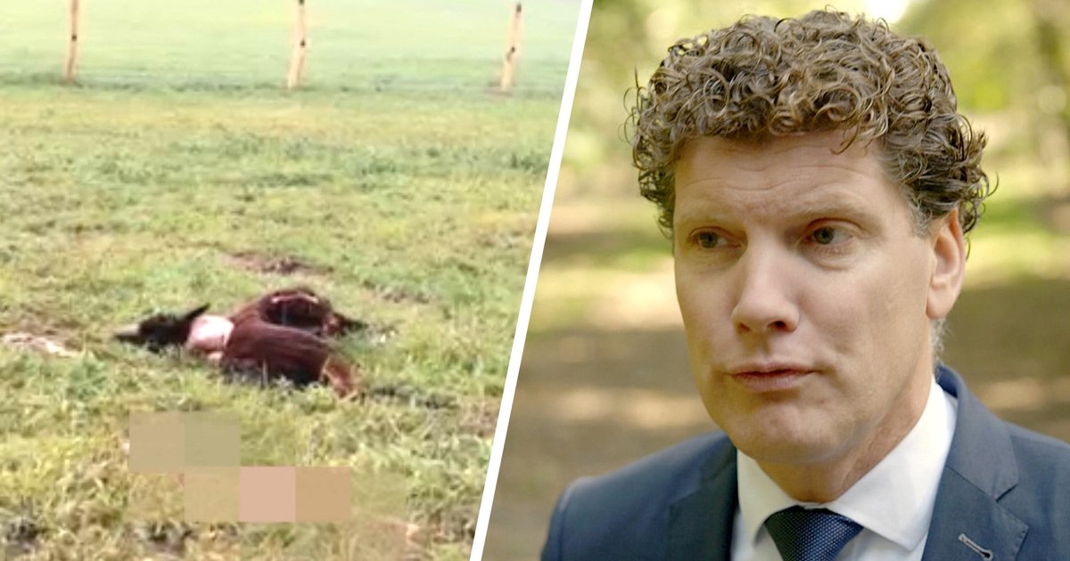 Links: aangevallen alpaca/rechts: burgemeester Jacco van der Tak