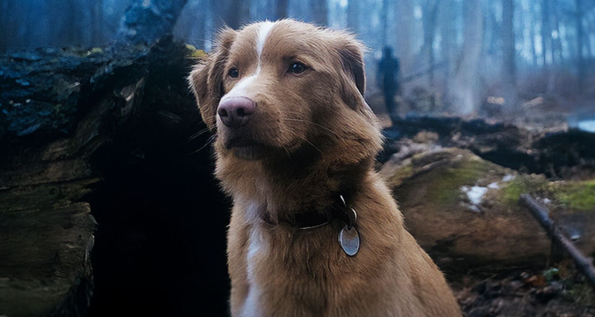 'Good Boy' is met 90%-score de beste recente horrorfilm die jij hebt gemist: 'Horror op z'n best' | Film Nieuws