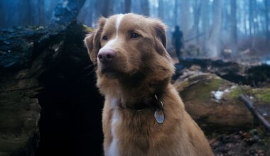 'Good Boy' is met 90%-score de beste recente horrorfilm die jij hebt gemist: 'Horror op z'n best' | Film Nieuws